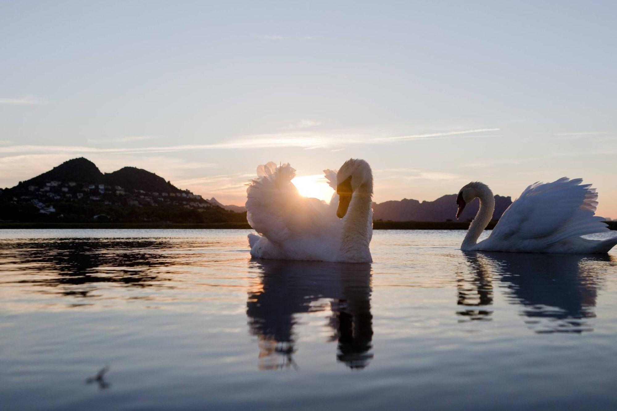 Denia Marriott La Sella Golf Resort & Spa Exterior photo Mute swans on the lake